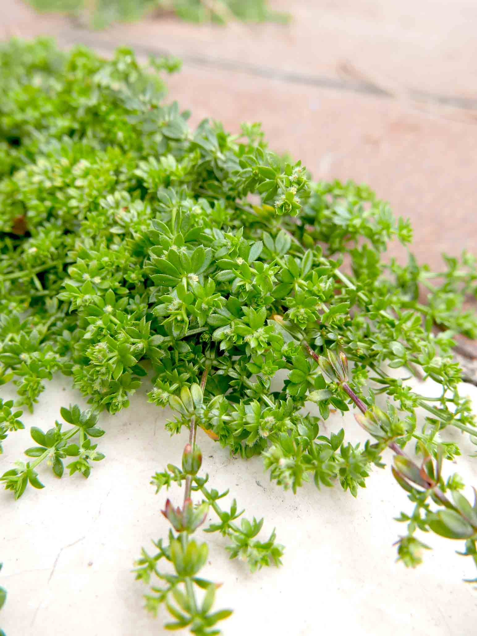 Galium murale / Caglio murale